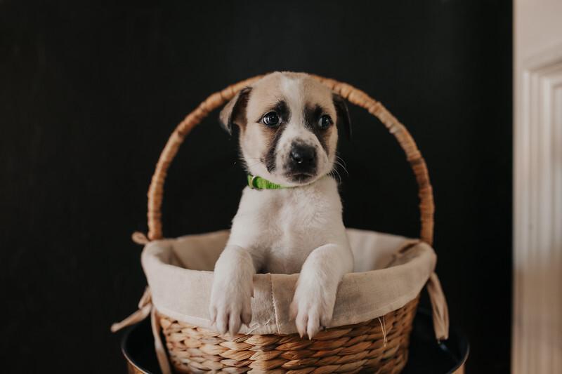 Pretzel, Adoptable, Puppy Male Belgian Shepherd / Malinois & American Staffordshire Terrier.