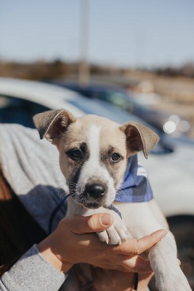 Enlarge Pretzel, a Adoptable mixed breed in Oklahoma City, OK image 2/6