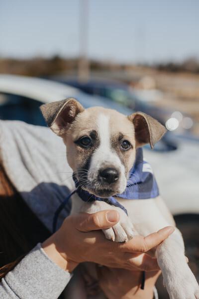 Enlarge Pretzel, a Adoptable mixed breed in Oklahoma City, OK image 3/6