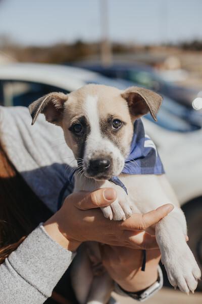 Enlarge Pretzel, a Adoptable mixed breed in Oklahoma City, OK image 4/6