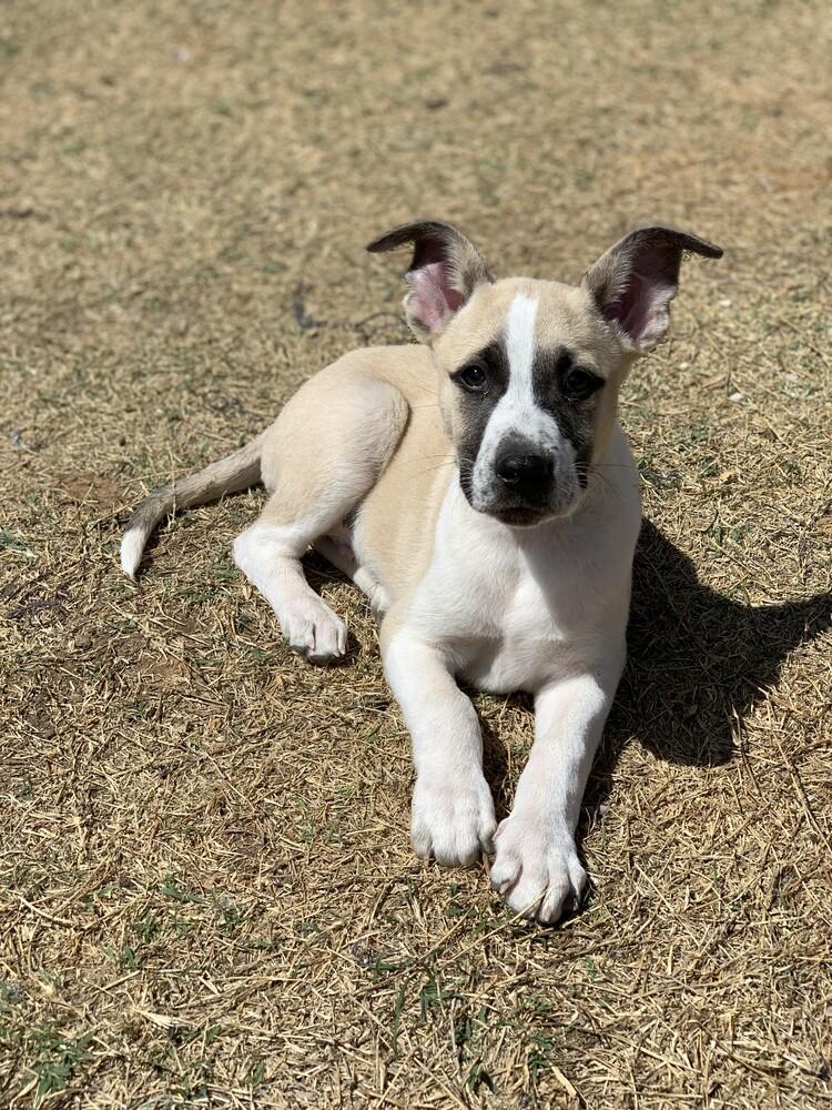 Enlarge Pretzel, a Adoptable mixed breed in Oklahoma City, OK image 5/6