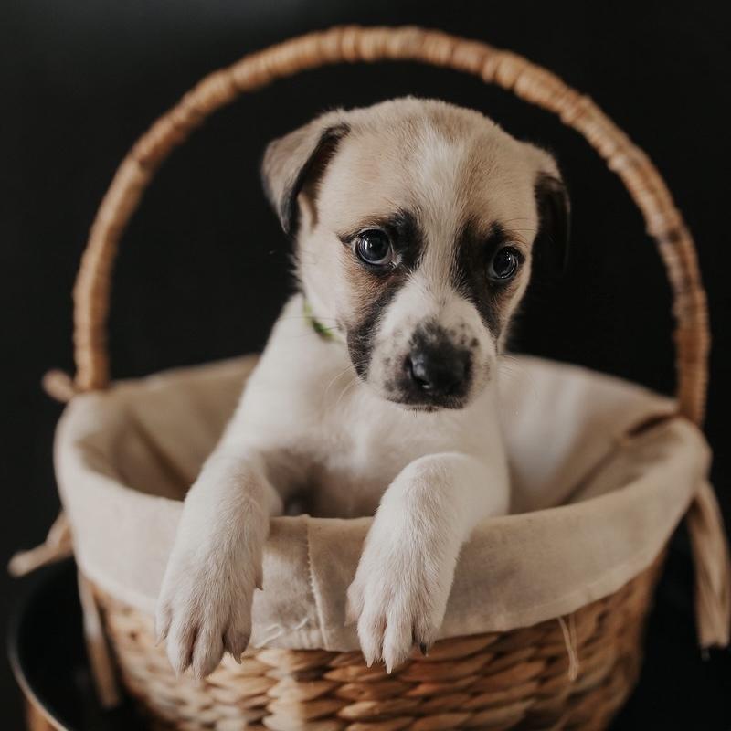 Enlarge Pretzel, a Adoptable mixed breed in Oklahoma City, OK image 6/6
