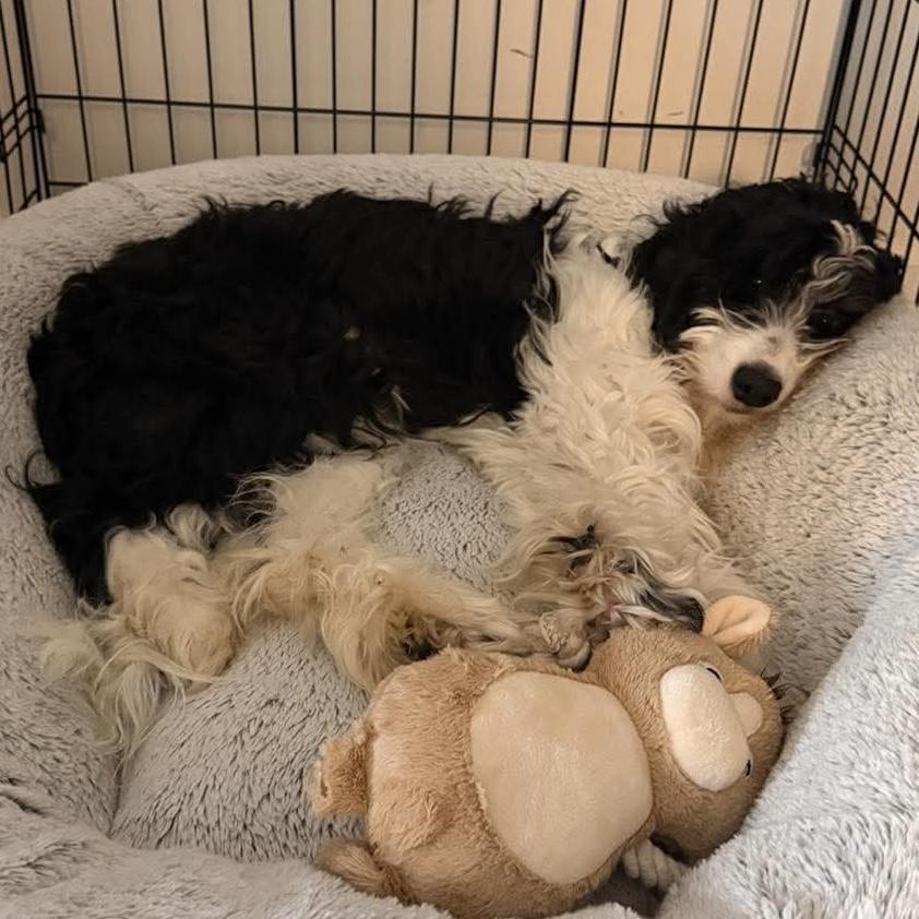 Enlarge Maggie , an adopted mixed breed in Toronto, ON image 4/6