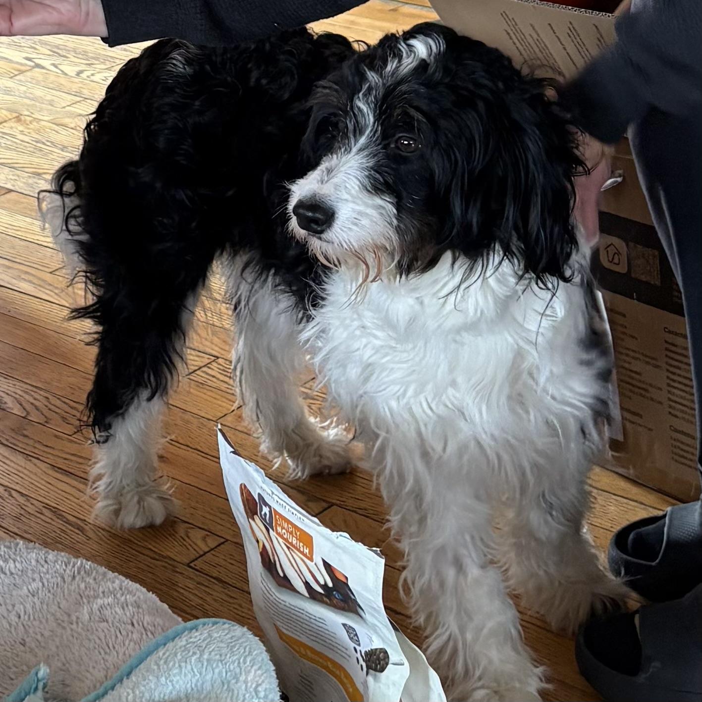 Enlarge Maggie , an adopted mixed breed in Toronto, ON image 6/6