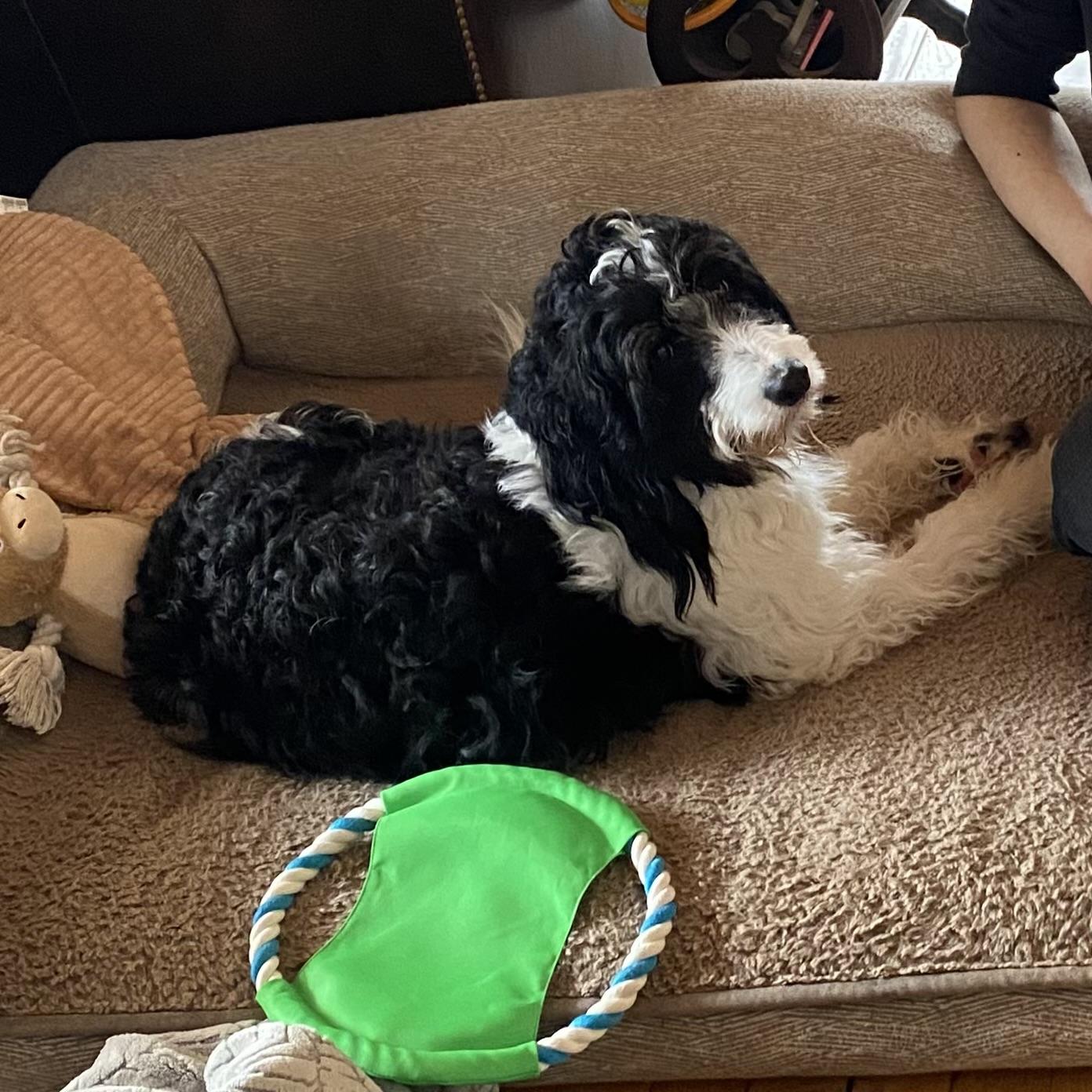 Enlarge Maggie , an adopted mixed breed in Toronto, ON image 3/6