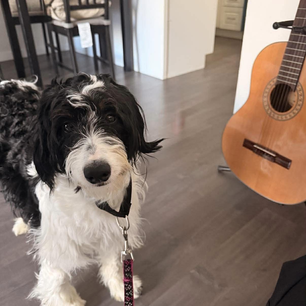 Maggie , adopted, Adult Female Bernedoodle.