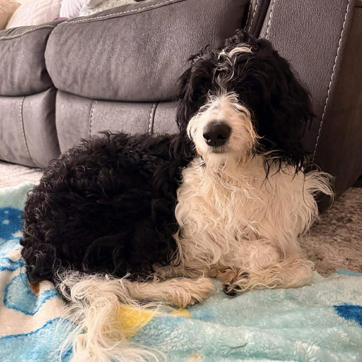 Enlarge Maggie , an adopted mixed breed in Toronto, ON image 5/6