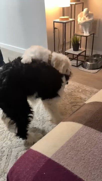 Enlarge Maggie , an adopted mixed breed in Toronto, ON video 2/6