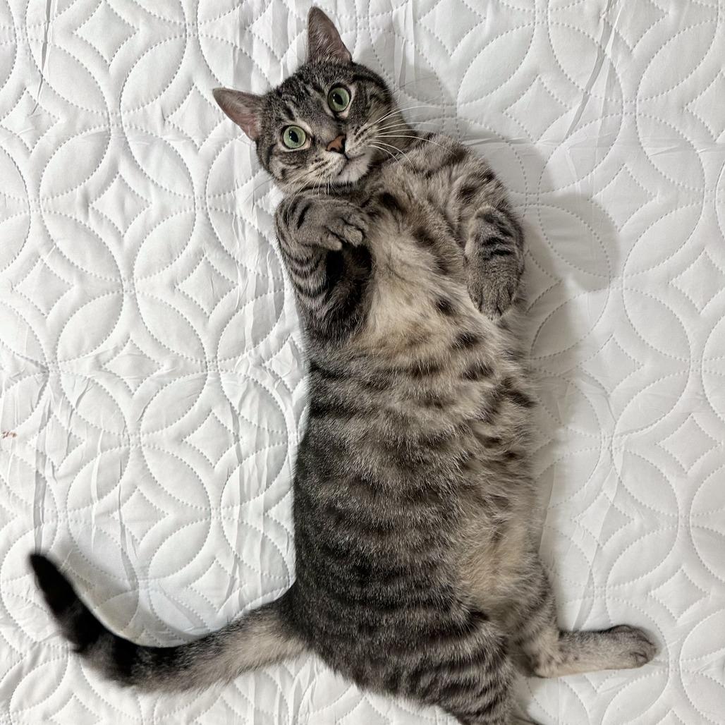 ZEUS — thumbnail 3