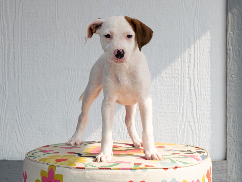 Enlarge Spice Girls Litter - Baby Spice, a Adoptable mixed breed in Savage, MN image 1/1