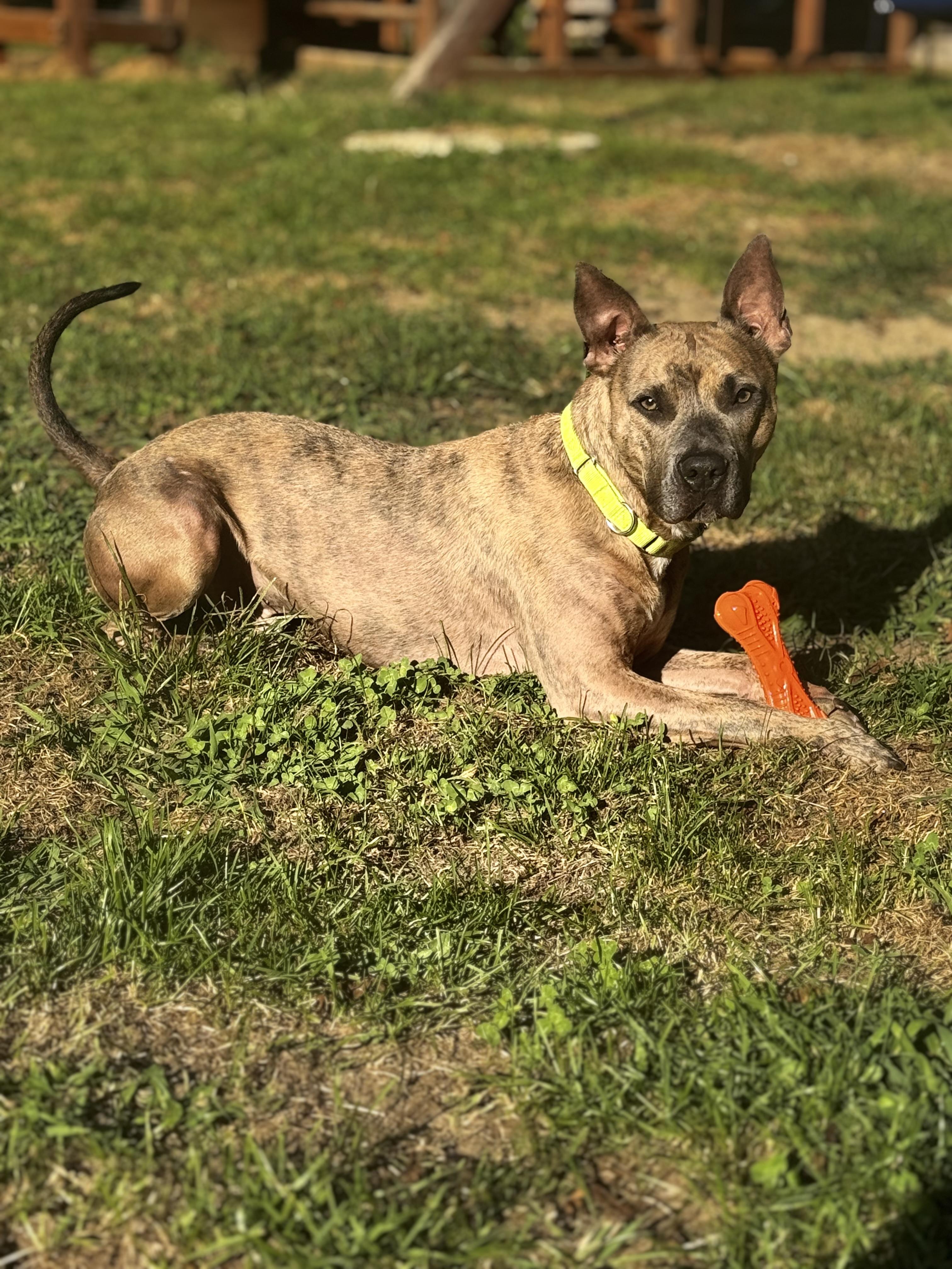 Enlarge Porter the Love Hoarder!, a Adopted American Staffordshire Terrier in Newton, NJ image 2/5