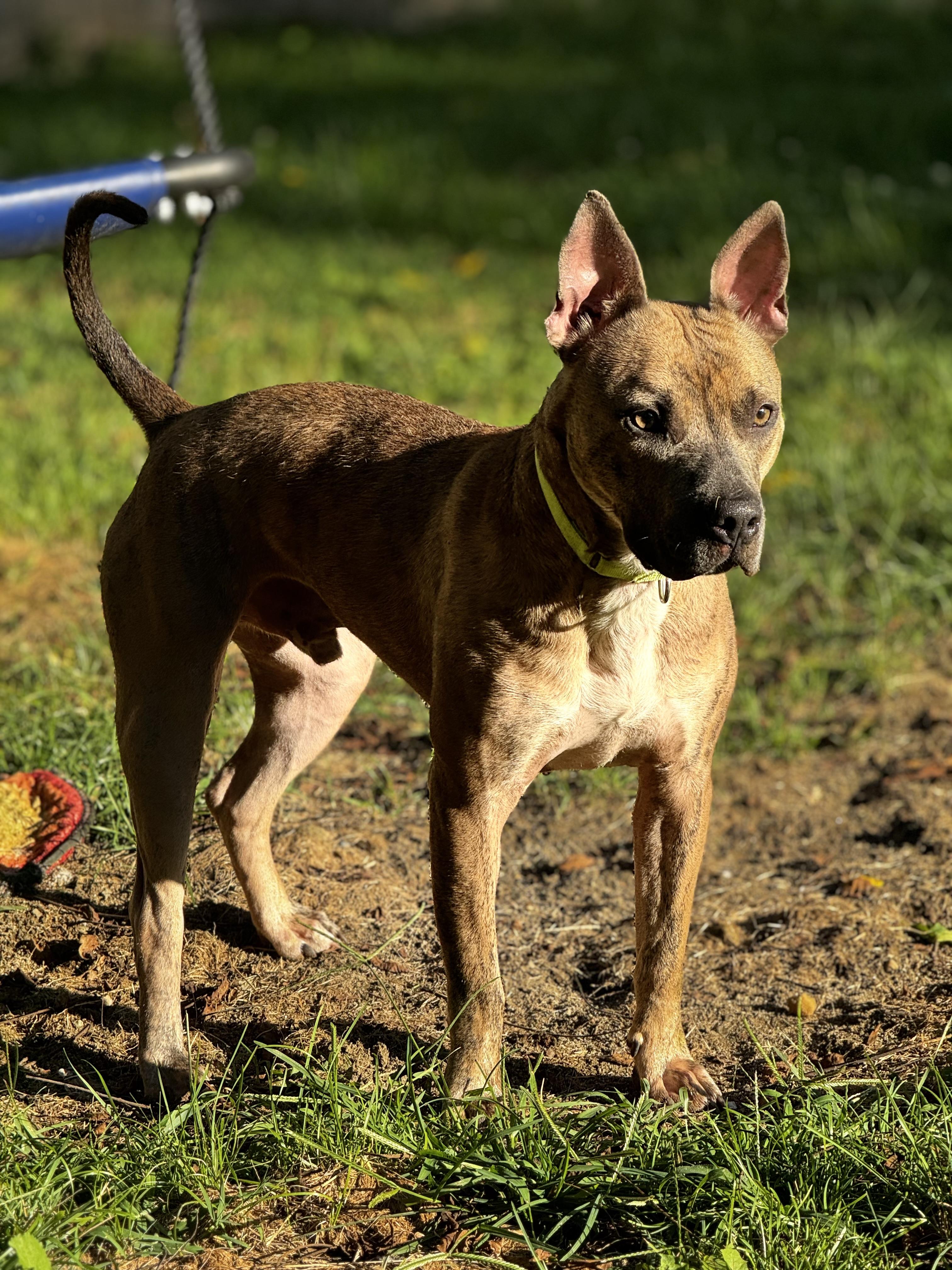 Porter the Love Hoarder!, Adopted, Young Male American Staffordshire Terrier.