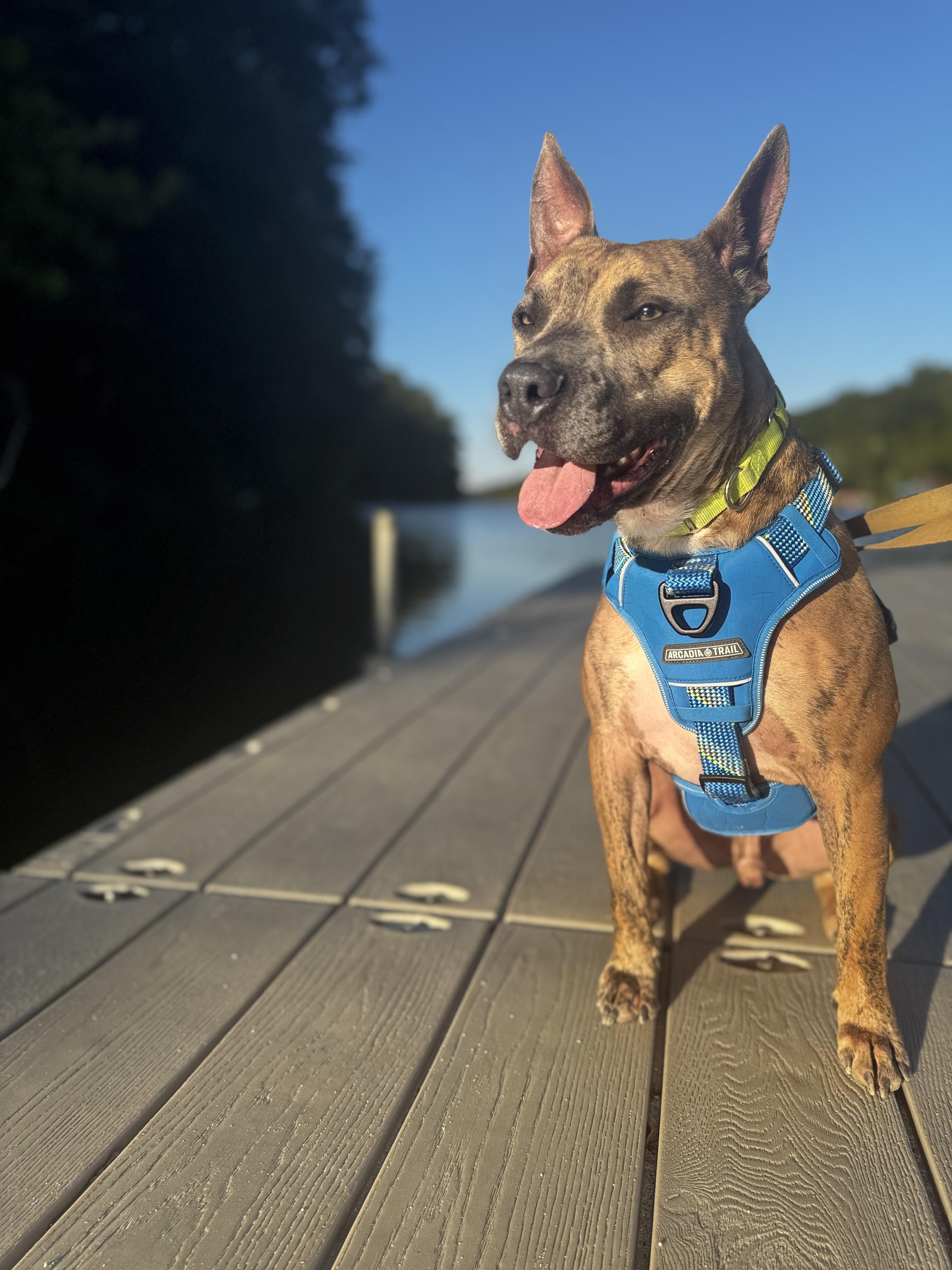 Enlarge Porter the Love Hoarder!, a Adopted American Staffordshire Terrier in Newton, NJ image 3/5