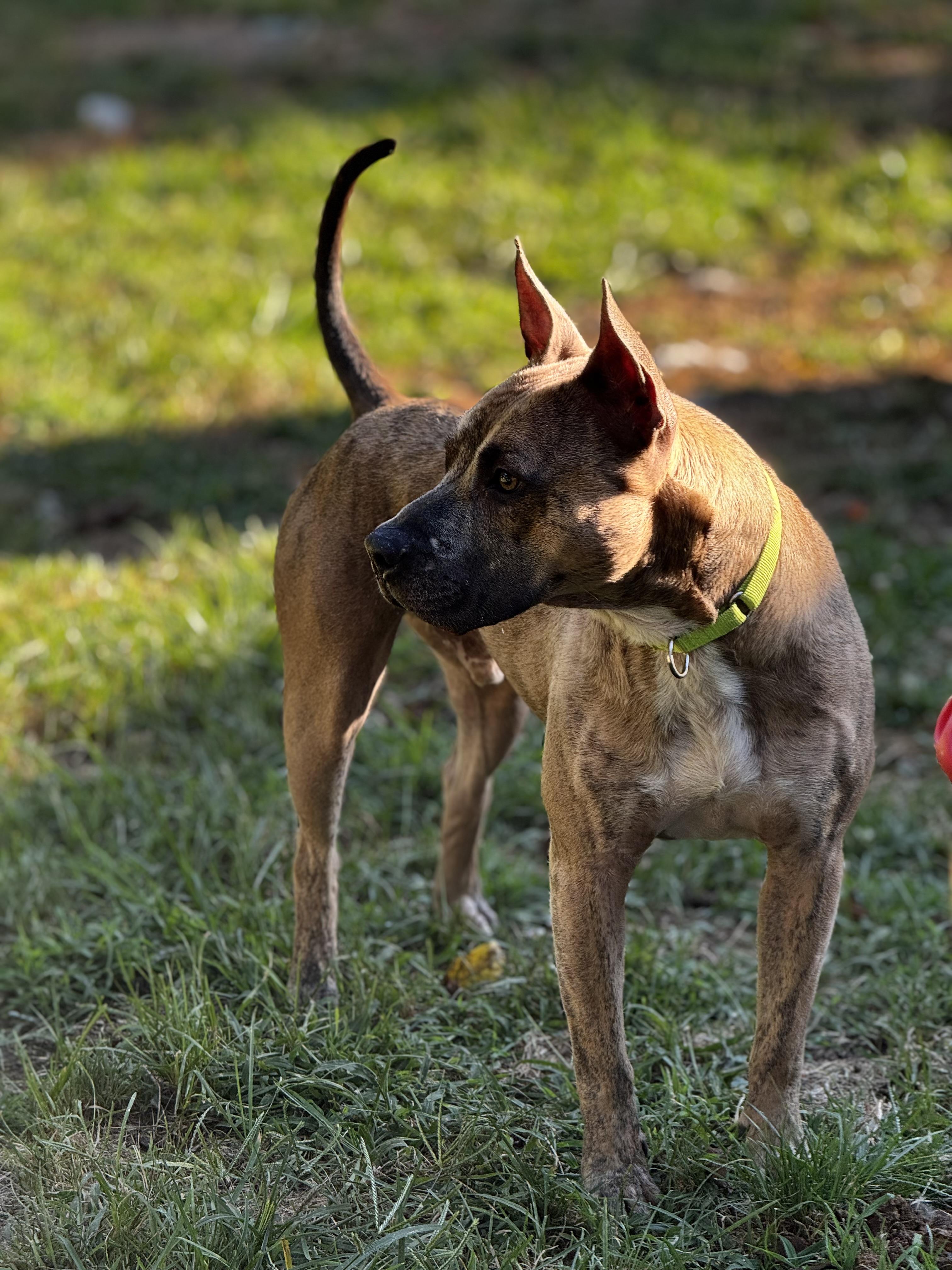 Enlarge Porter the Love Hoarder!, a Adopted American Staffordshire Terrier in Newton, NJ image 4/5