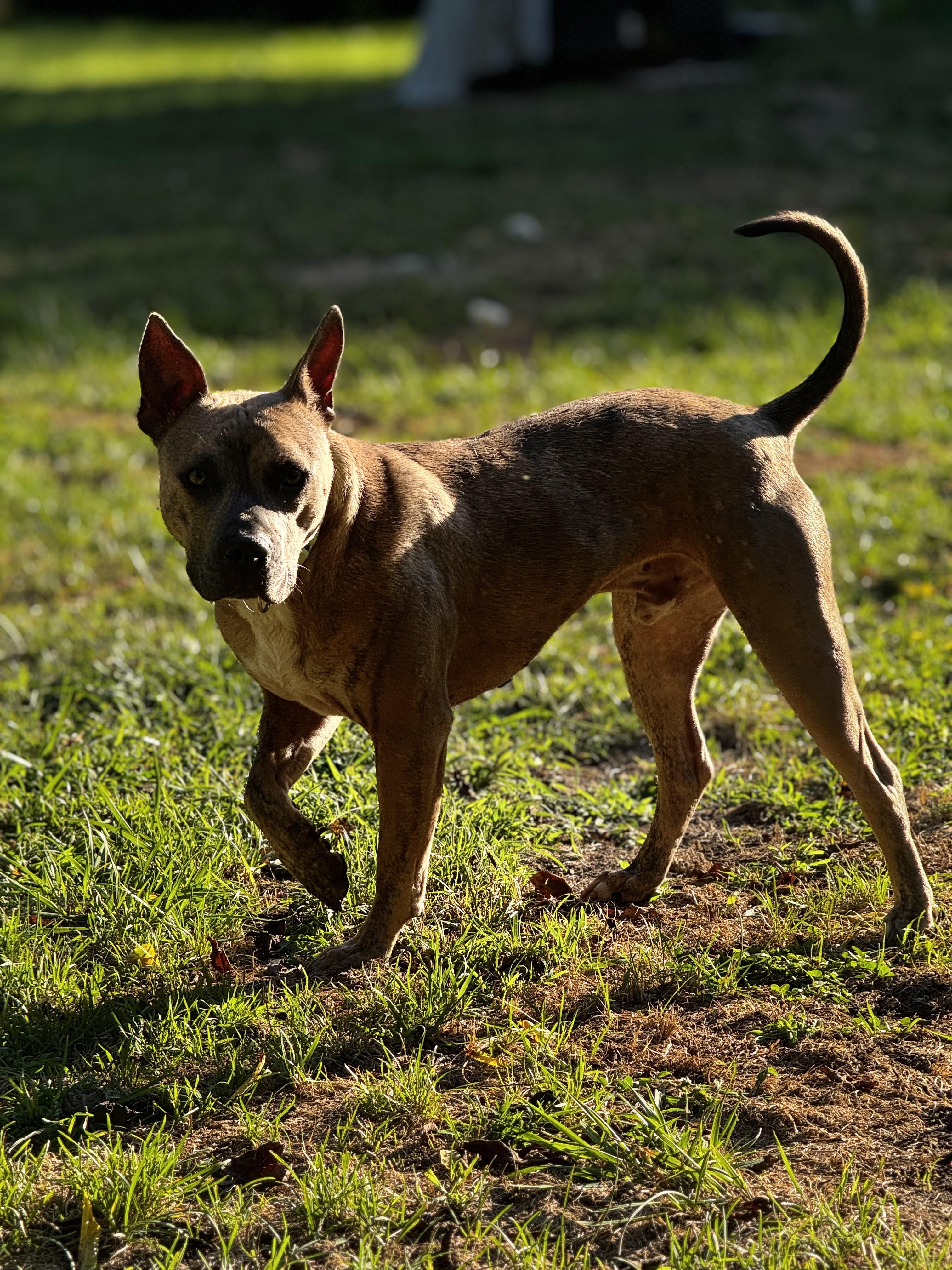 Enlarge Porter the Love Hoarder!, a Adopted American Staffordshire Terrier in Newton, NJ image 5/5