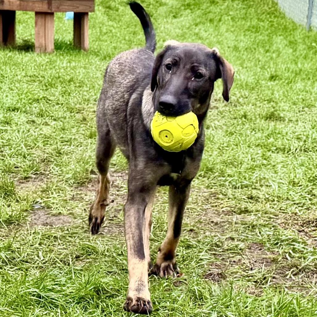 Presley, Adoptable, Young Female Labrador Retriever & Mixed Breed.