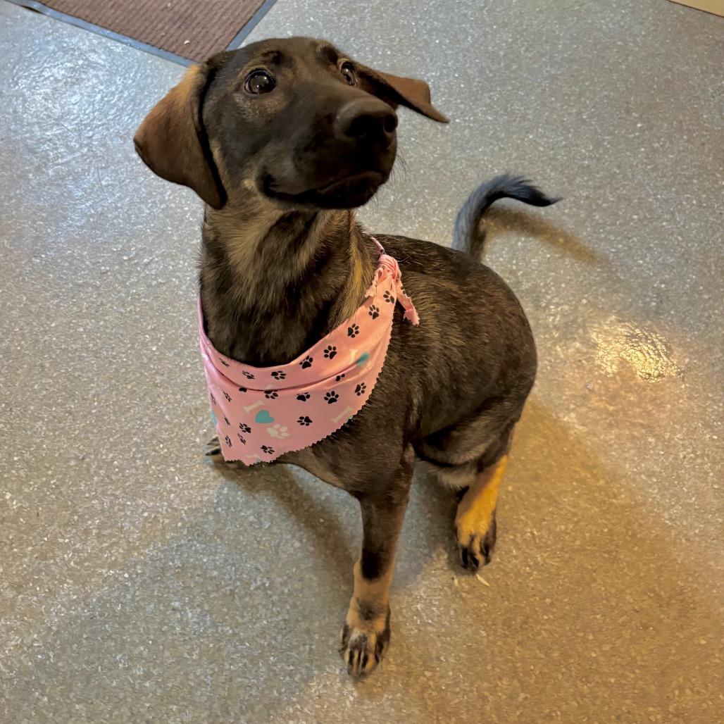 Enlarge Presley, a Adoptable mixed breed in Metamora, MI image 2/6