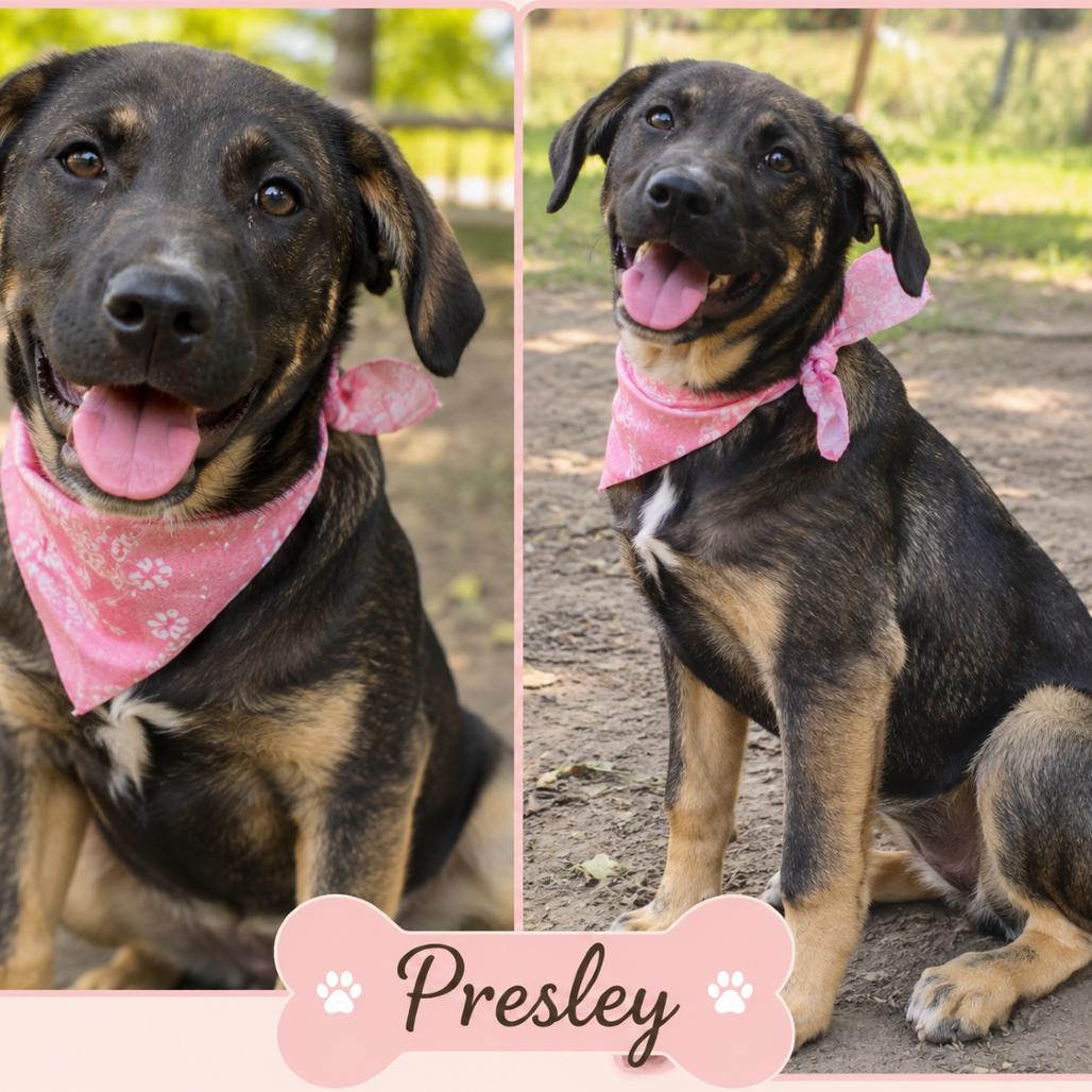 Enlarge Presley, a Adoptable mixed breed in Metamora, MI image 4/6