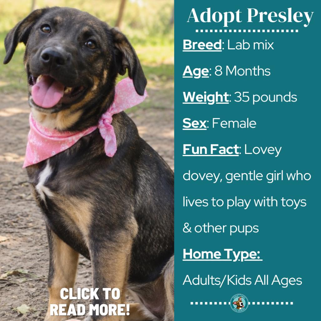 Enlarge Presley, a Adoptable mixed breed in Metamora, MI image 5/6