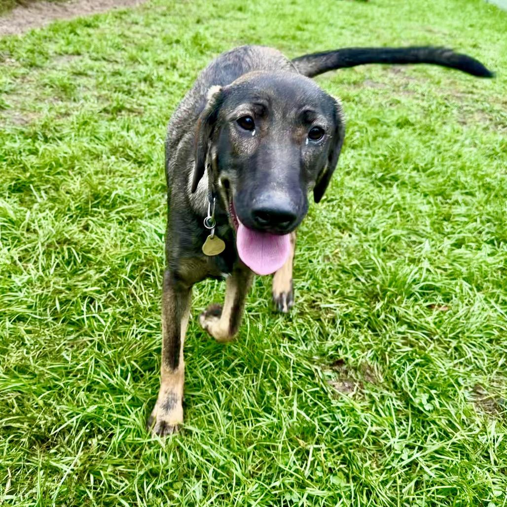 Enlarge Presley, a Adoptable mixed breed in Metamora, MI image 6/6