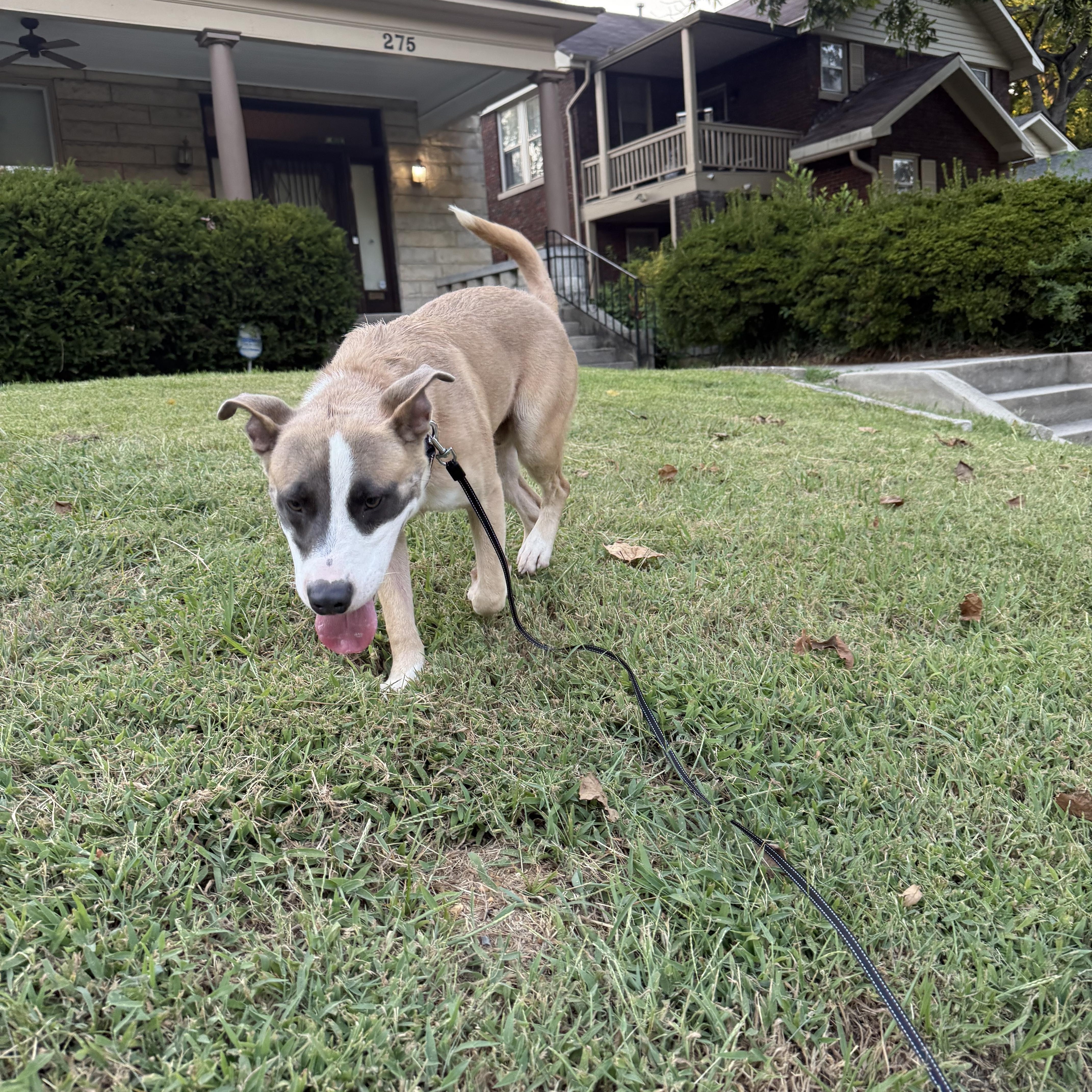 Enlarge Van, a ADOPTABLE Mixed Breed in Memphis, TN image 2/4