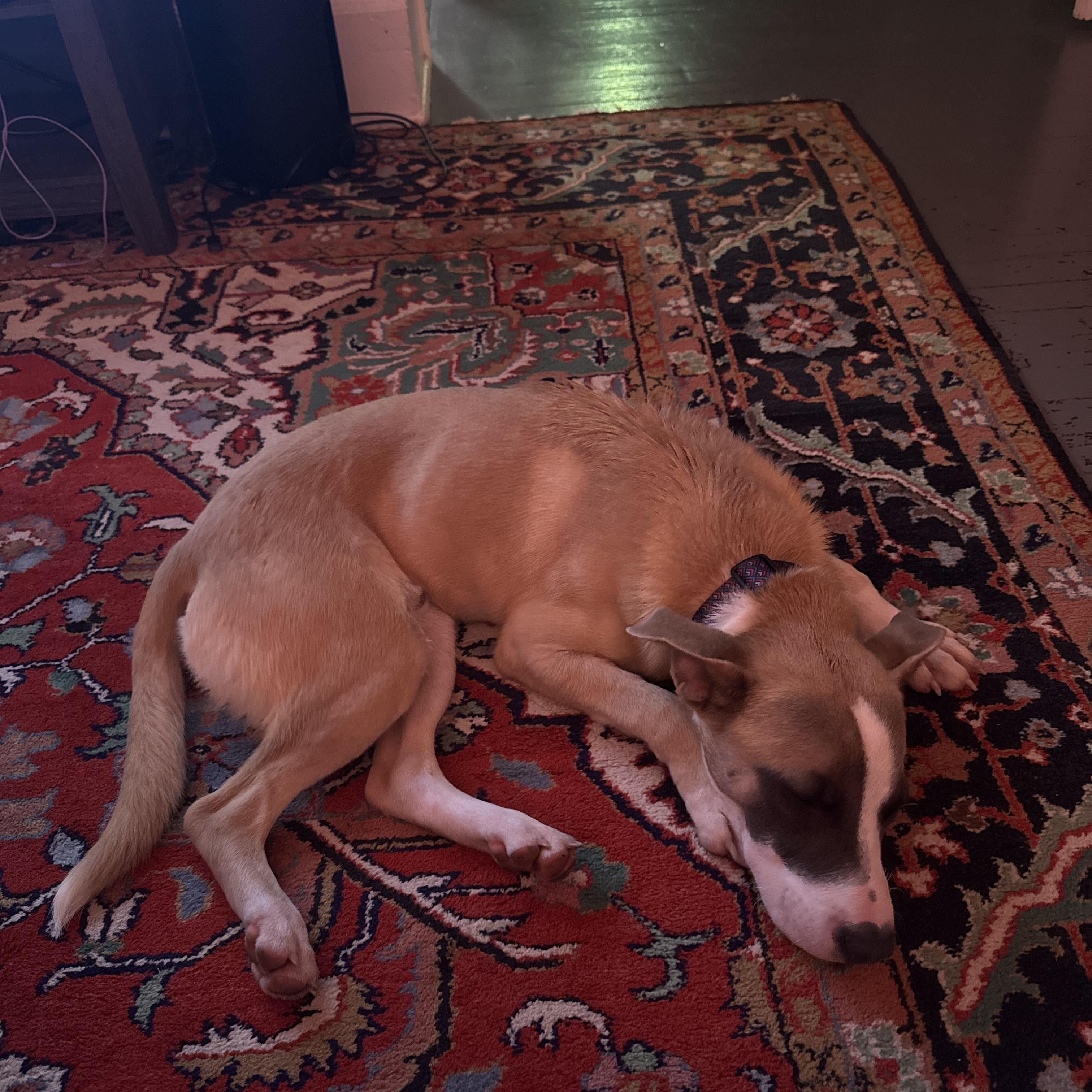 Enlarge Van, a ADOPTABLE Mixed Breed in Memphis, TN image 4/4