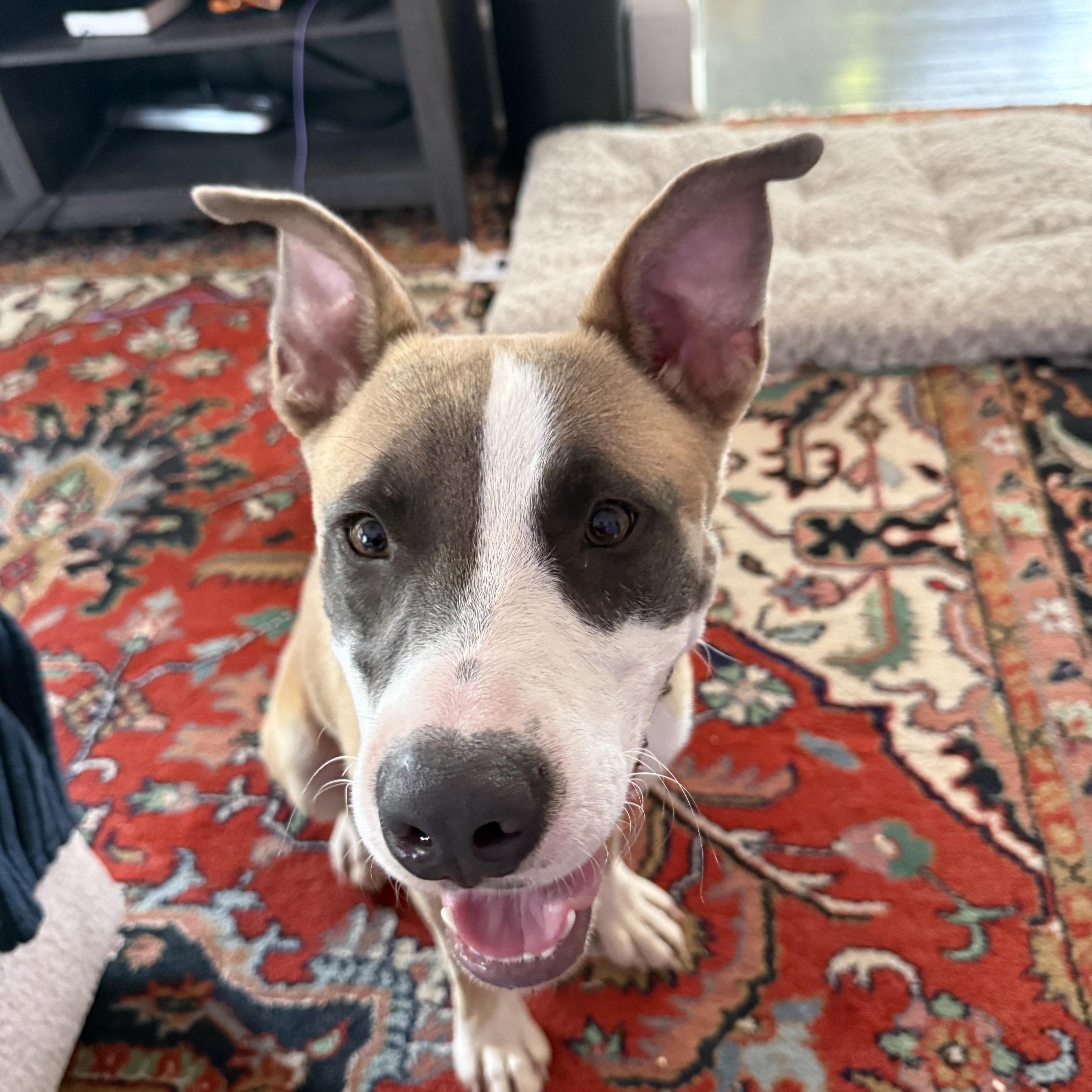 Enlarge Van, a ADOPTABLE Mixed Breed in Memphis, TN image 1/4