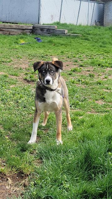 DOBBY, Adoptable, Adult Male Siberian Husky & Mixed Breed.