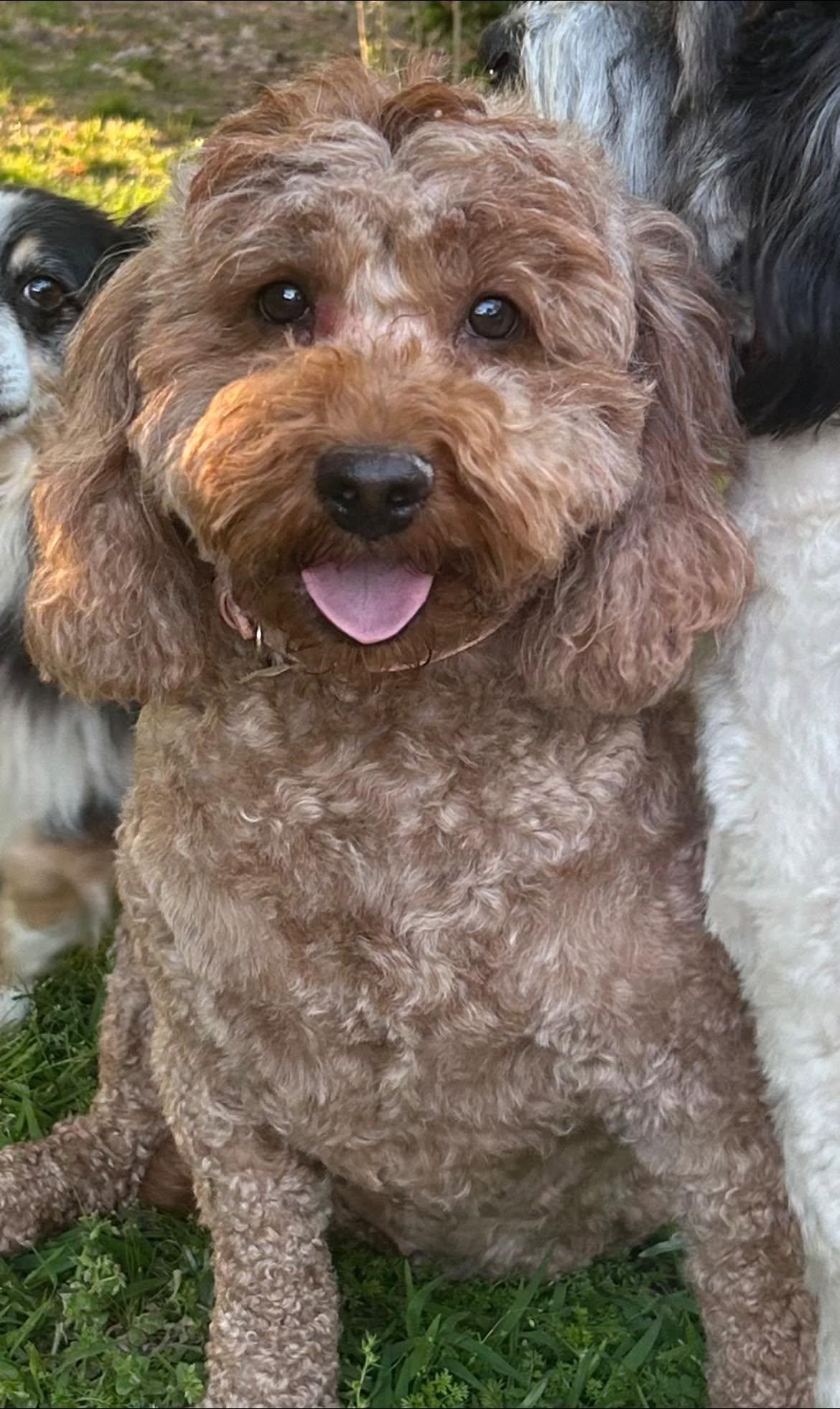 Enlarge Gigi, a ADOPTABLE Goldendoodle in Anniston, AL image 1/1