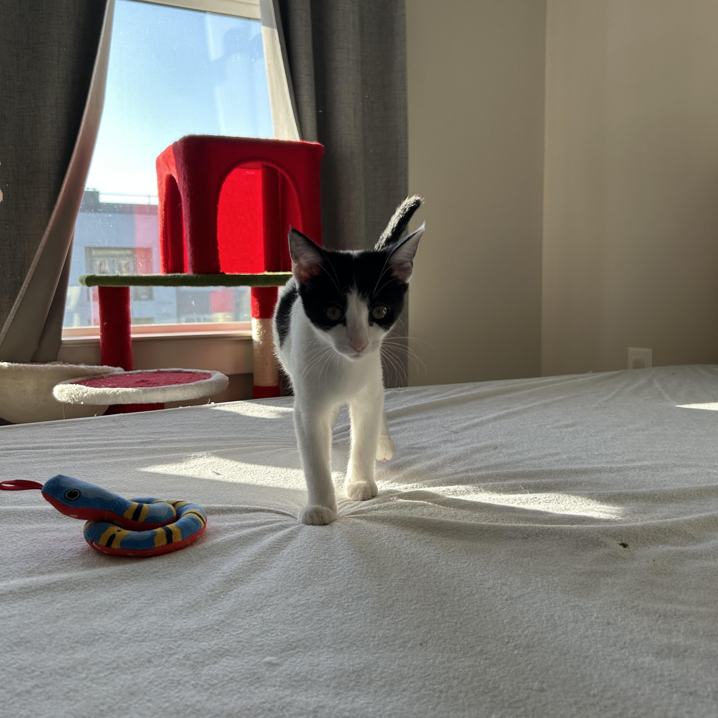 Enlarge Mia Mae, a Adoptable Domestic Short Hair in Easley, SC image 5/5