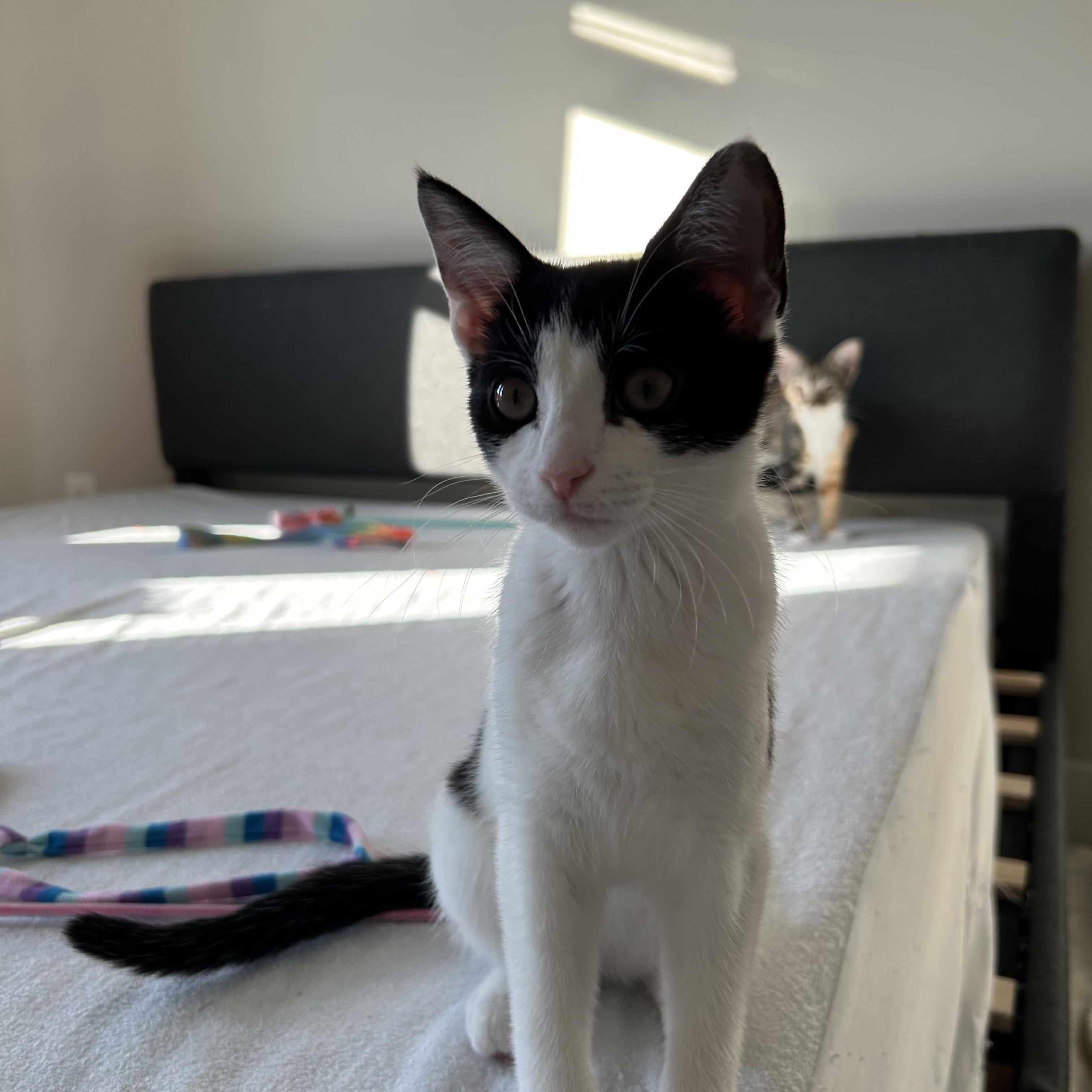 Mia Mae, Adoptable, Kitten Female Domestic Short Hair.