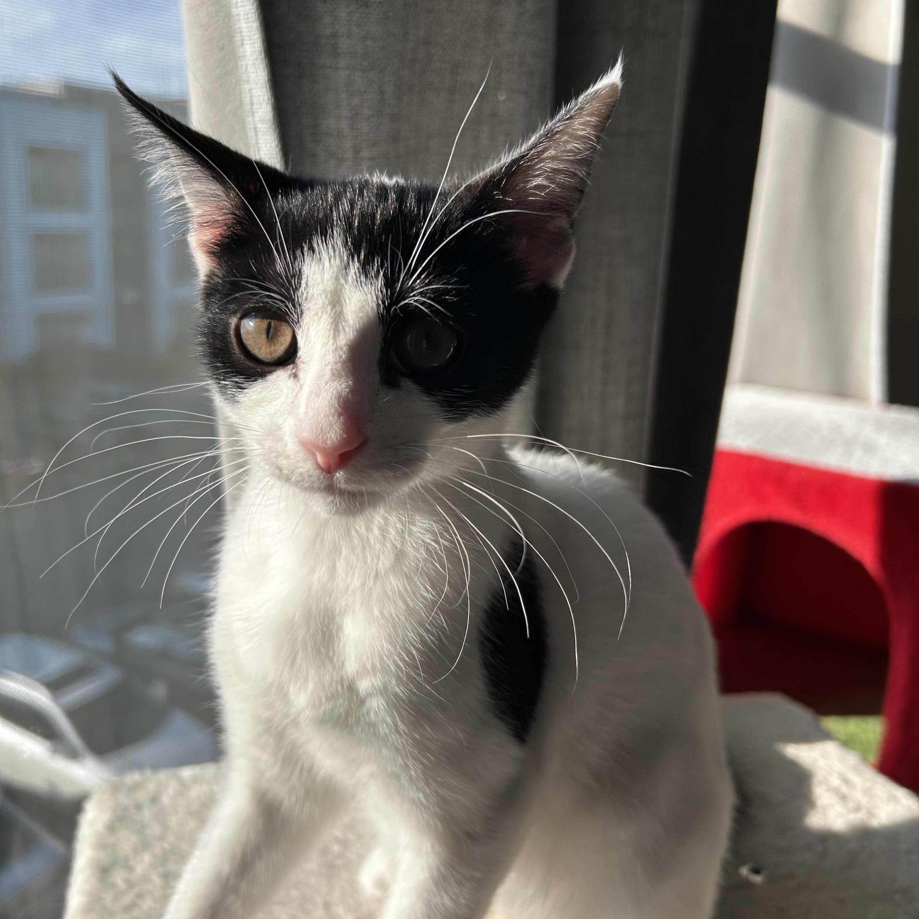 Enlarge Mia Mae, a Adoptable Domestic Short Hair in Easley, SC image 2/5