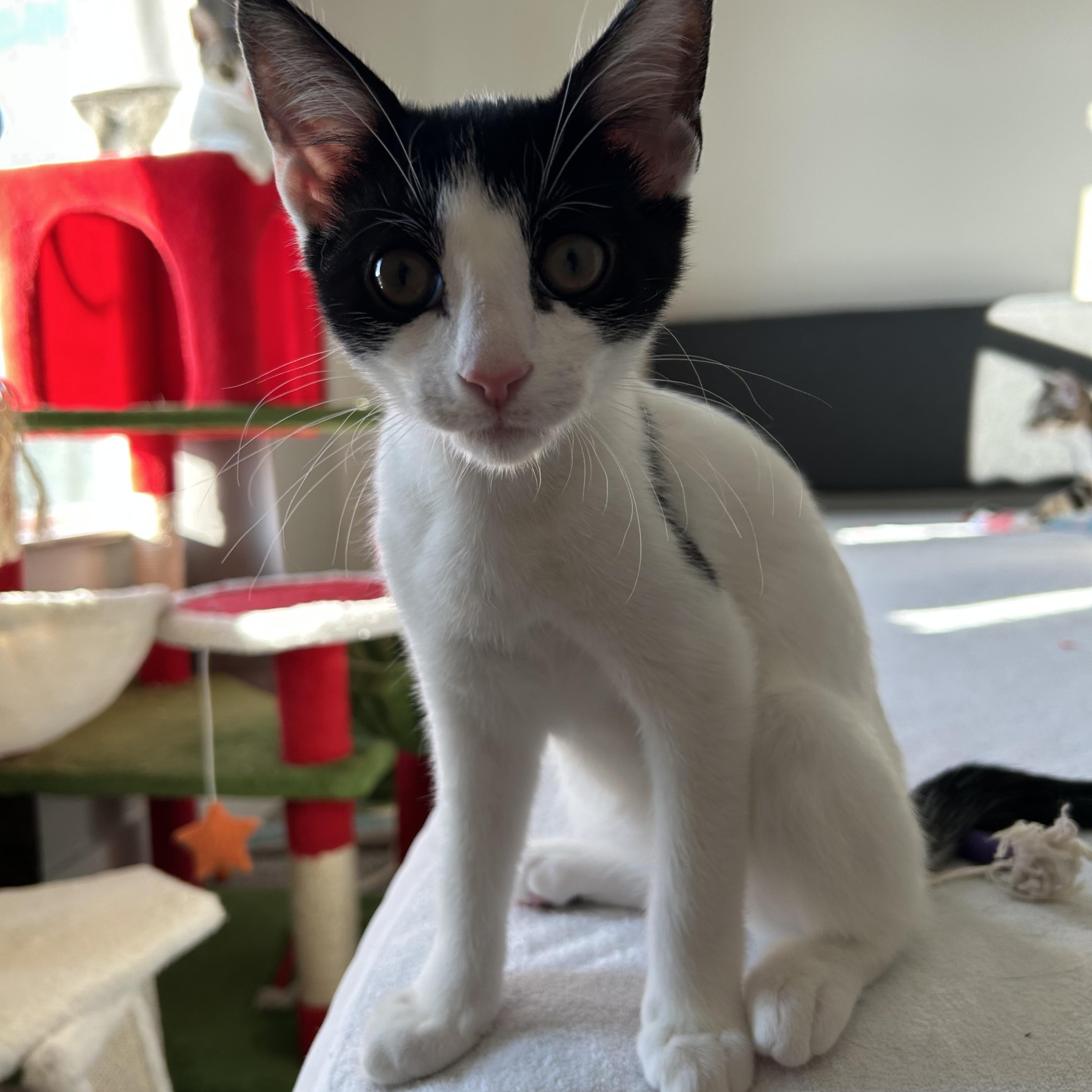 Enlarge Mia Mae, a Adoptable Domestic Short Hair in Easley, SC image 3/5