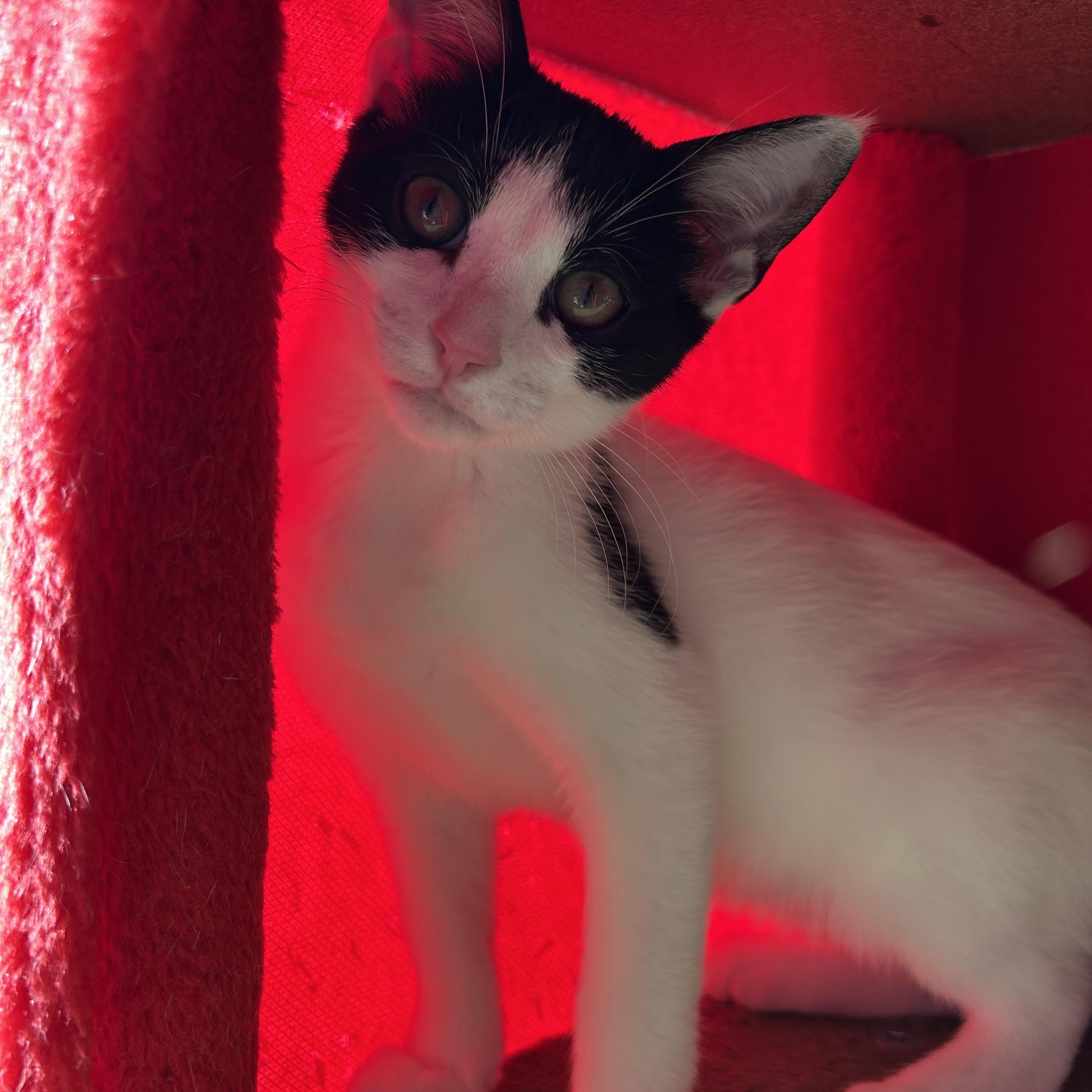 Enlarge Mia Mae, a Adoptable Domestic Short Hair in Easley, SC image 4/5