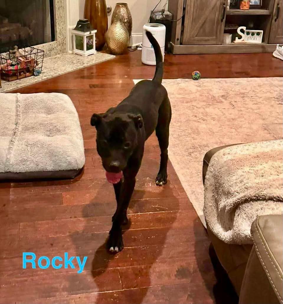 Enlarge ROCKY, a ADOPTABLE mixed breed in Madisonville, LA image 5/6