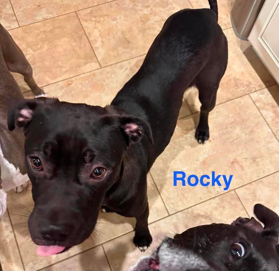Enlarge ROCKY, a ADOPTABLE mixed breed in Madisonville, LA image 6/6