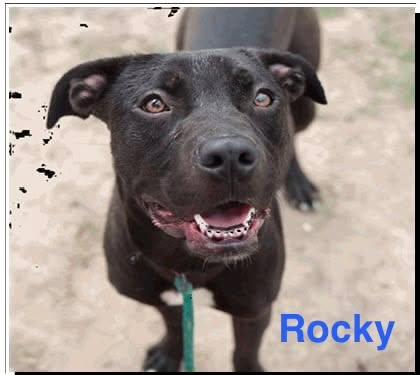 ROCKY, ADOPTABLE, Young Male Black Labrador Retriever & Pit Bull Terrier.