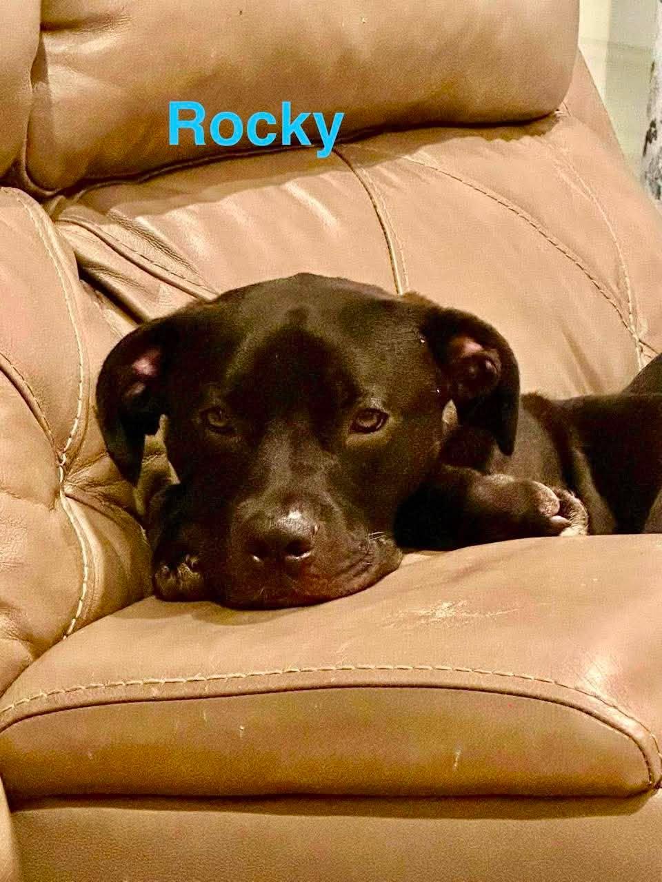 Enlarge ROCKY, a ADOPTABLE mixed breed in Madisonville, LA image 4/6