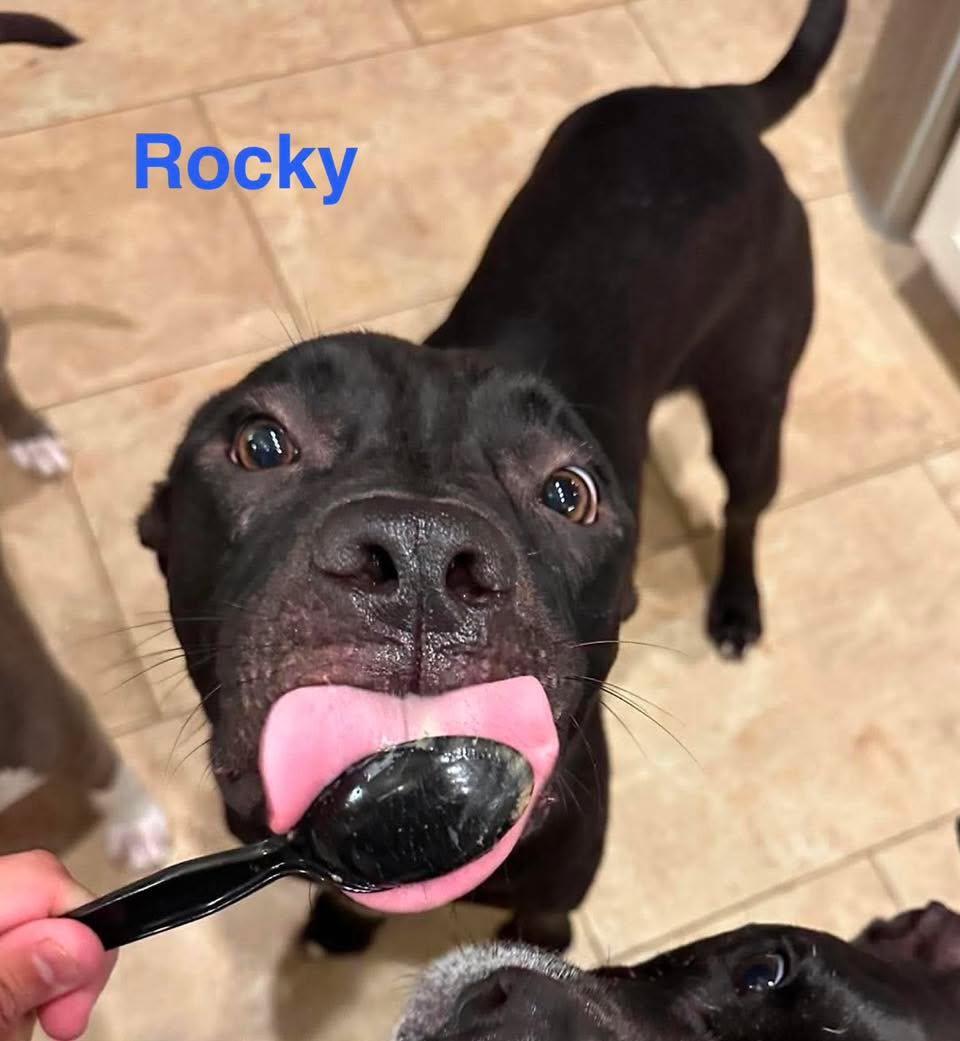Enlarge ROCKY, a ADOPTABLE mixed breed in Madisonville, LA image 2/6