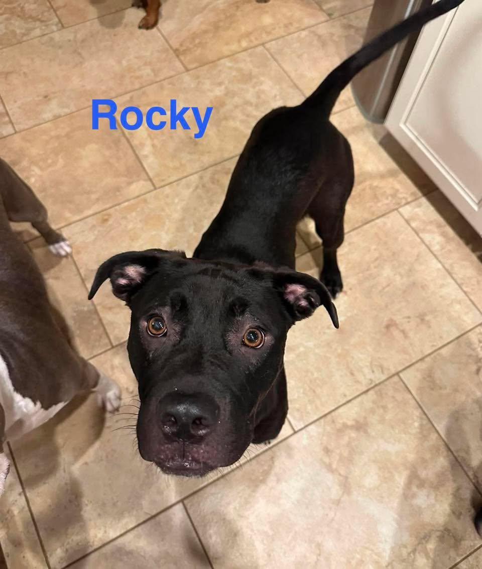 Enlarge ROCKY, a ADOPTABLE mixed breed in Madisonville, LA image 3/6