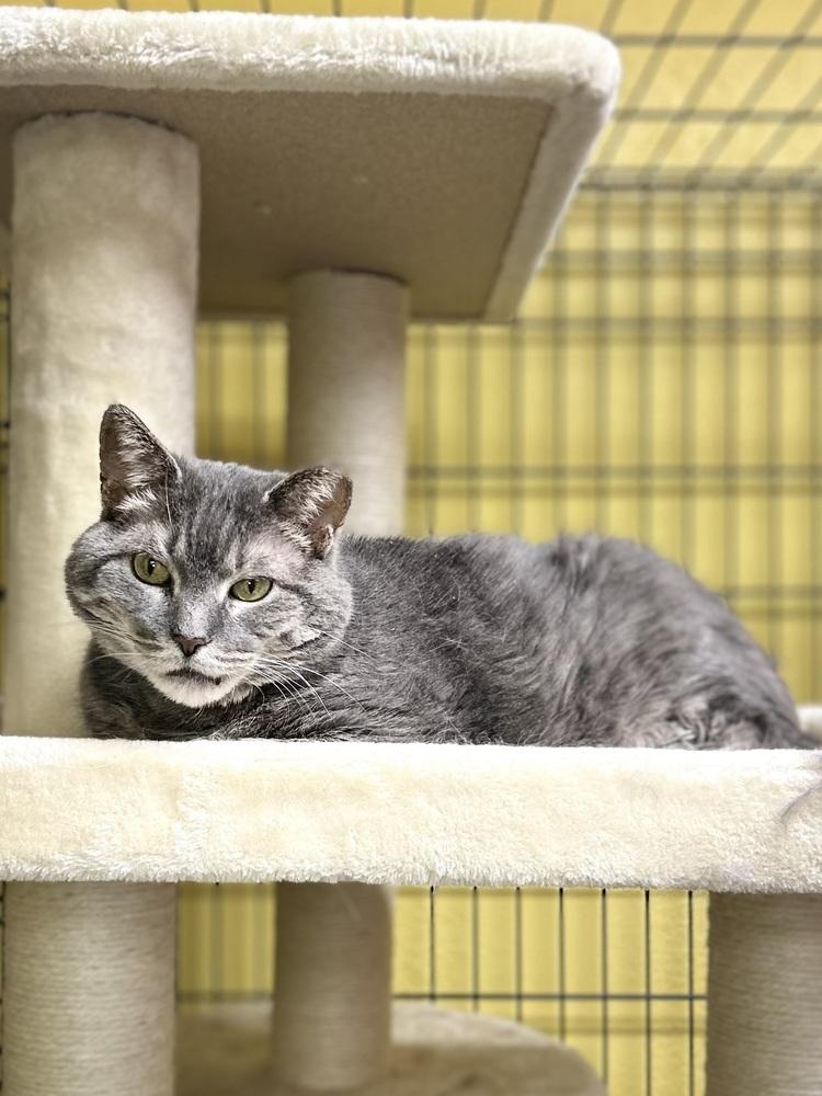 Lucy, Adoptable, Adult Female Domestic Medium Hair.