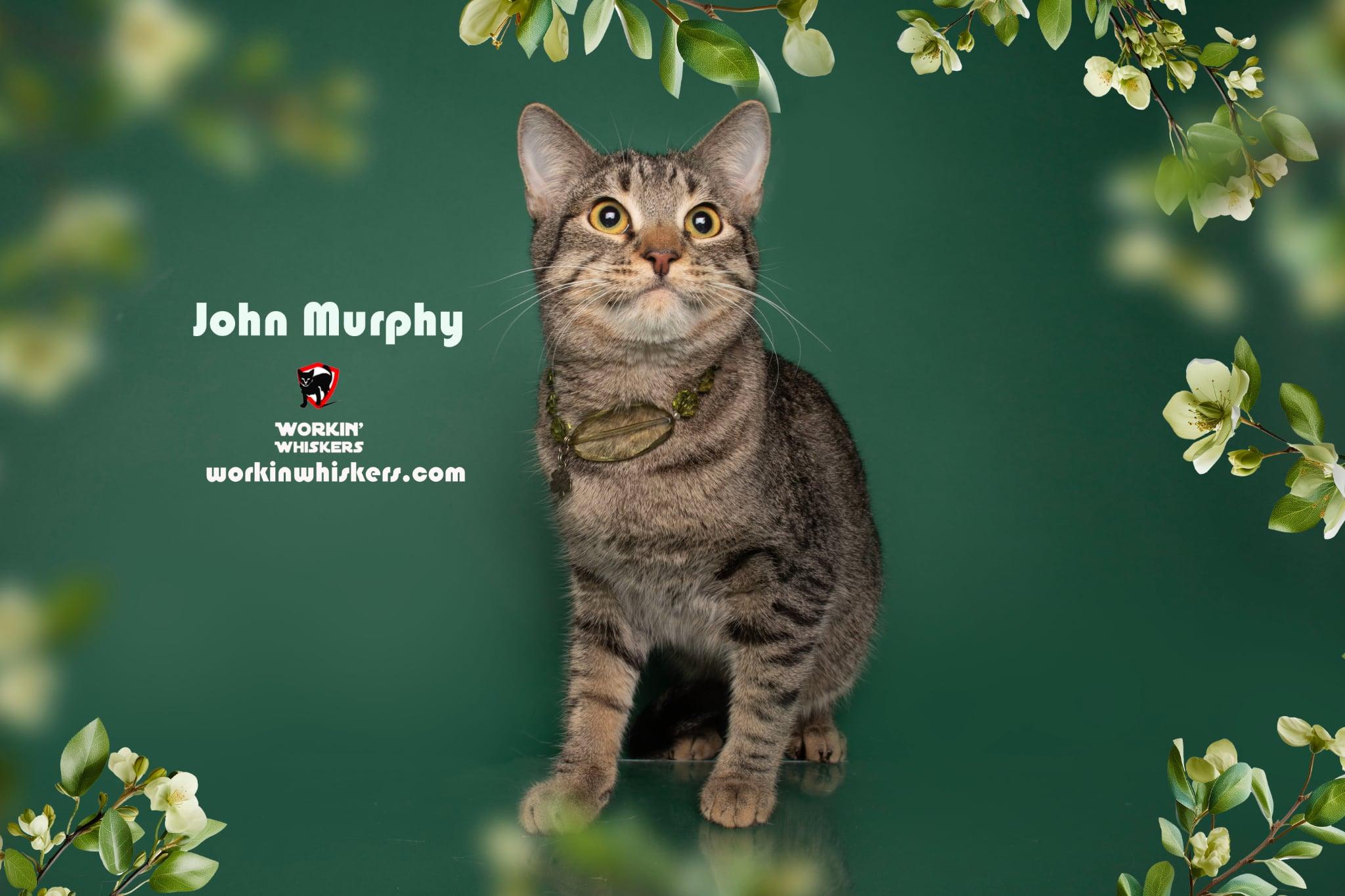 JOHN MURPHY, an adoptable Abyssinian, Tiger in Murrieta, CA, 92562 | Photo Image 1