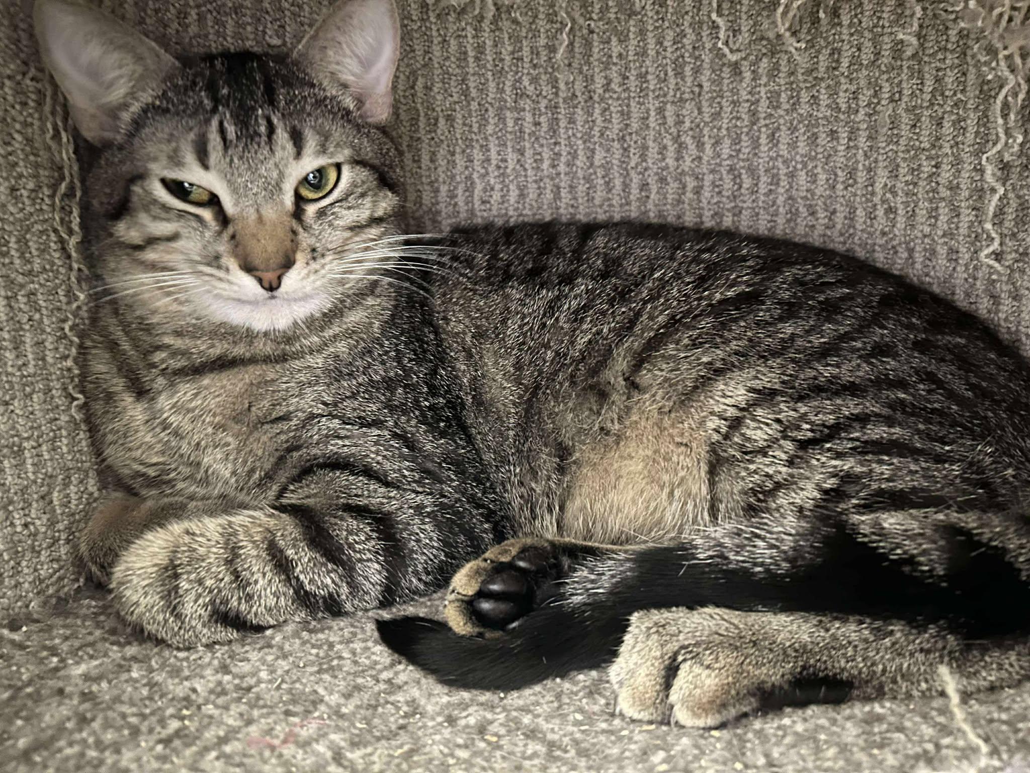 JOHN MURPHY, an adoptable Abyssinian, Tiger in Murrieta, CA, 92562 | Photo Image 4