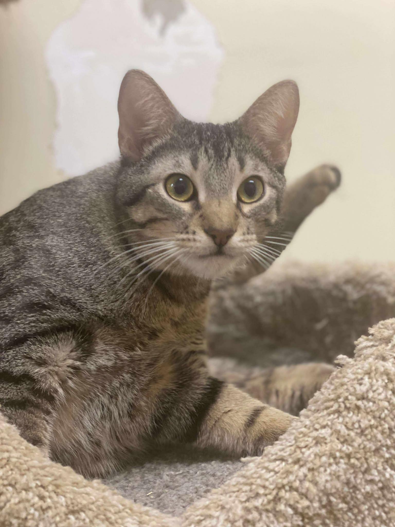JOHN MURPHY, an adoptable Abyssinian, Tiger in Murrieta, CA, 92562 | Photo Image 3