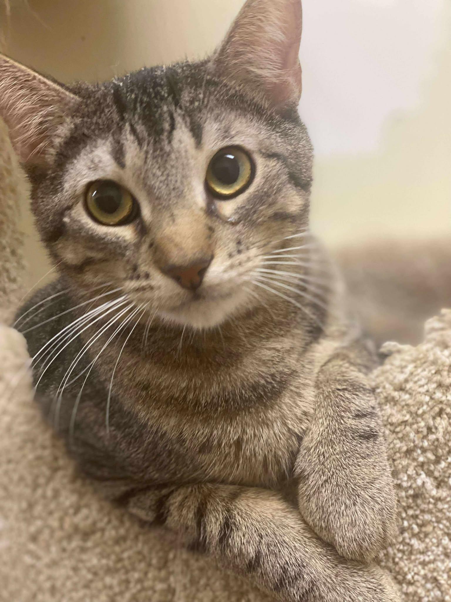 JOHN MURPHY, an adoptable Abyssinian, Tiger in Murrieta, CA, 92562 | Photo Image 5