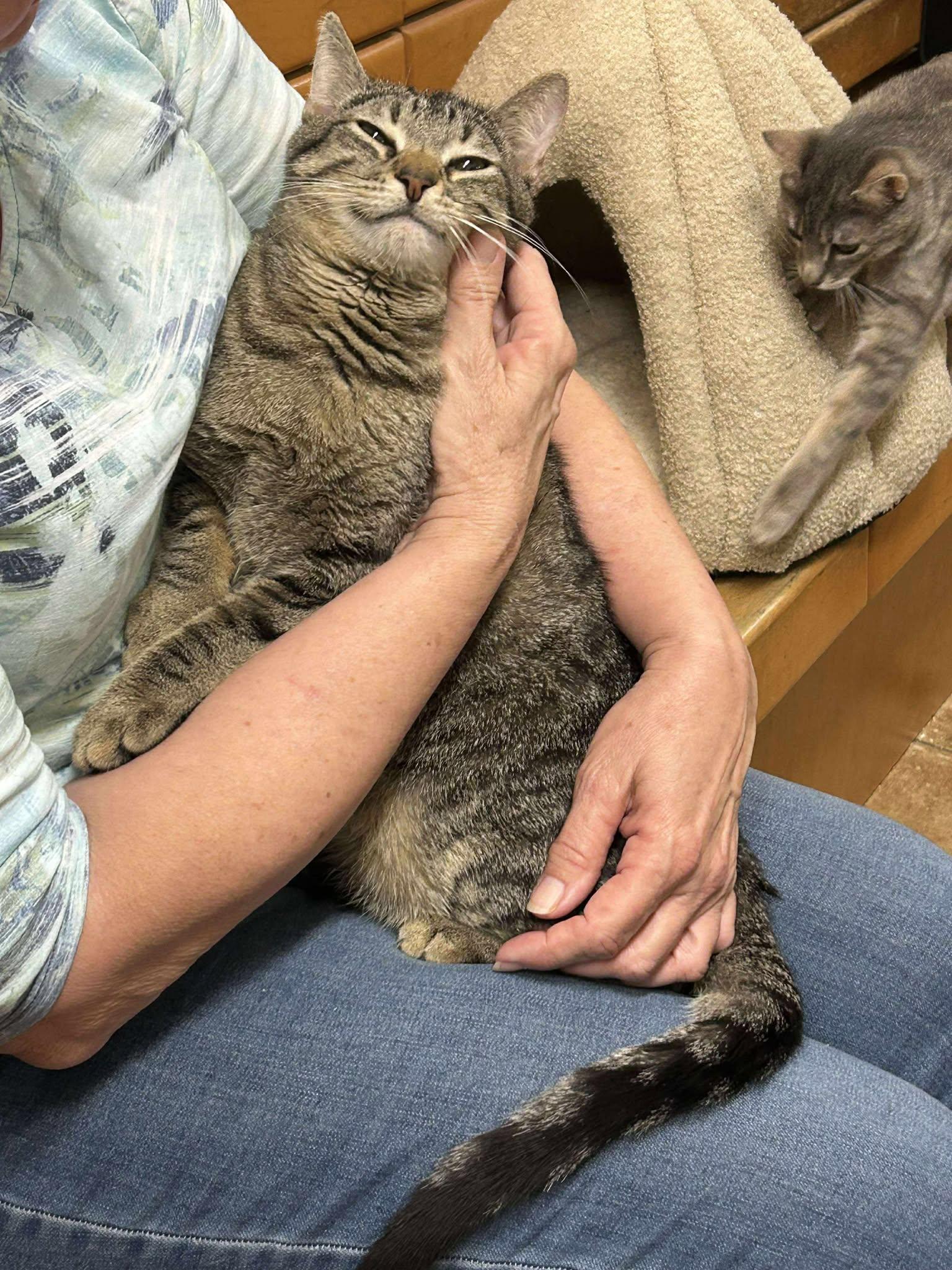 Enlarge JOHN MURPHY, an adopted mixed breed in Murrieta, CA image 2/6