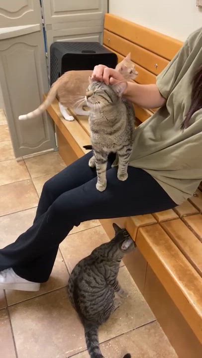 Enlarge JOHN MURPHY, an adopted mixed breed in Murrieta, CA video 6/6