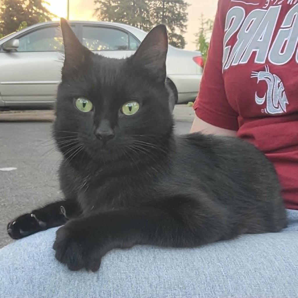 Shuri, Adoptable, Young Female Domestic Short Hair.