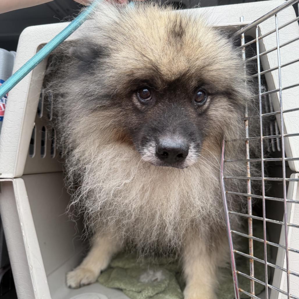 Bellboy, Adoptable, Adult Male Keeshond.