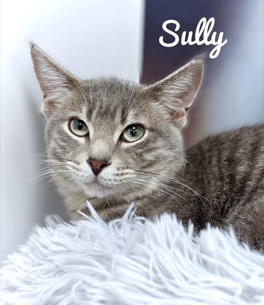 Sully, Adoptable, Young Male Domestic Short Hair & Tabby.